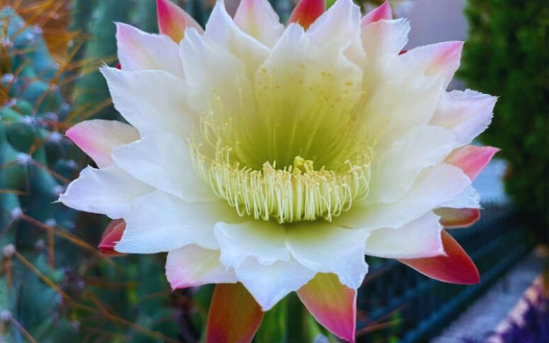 Cereus Repandus