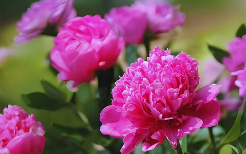 Pink Peonies