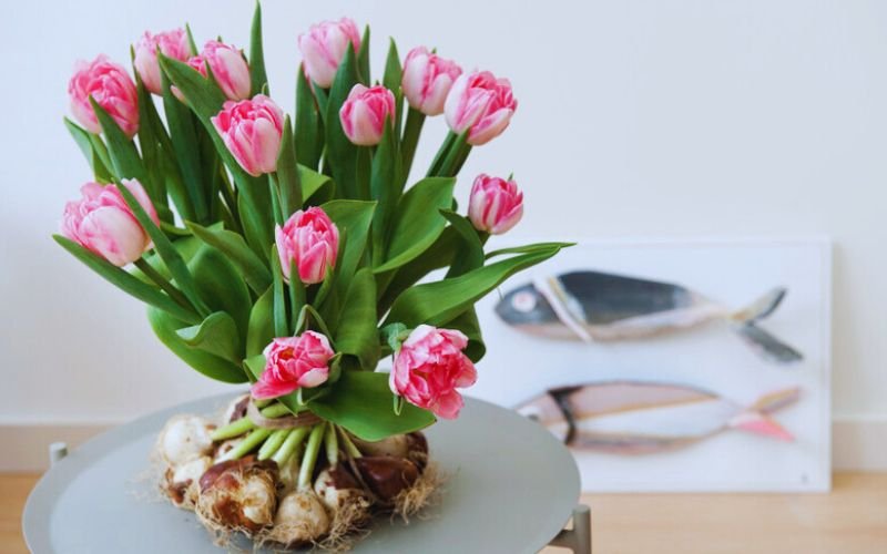 Pink Tulips