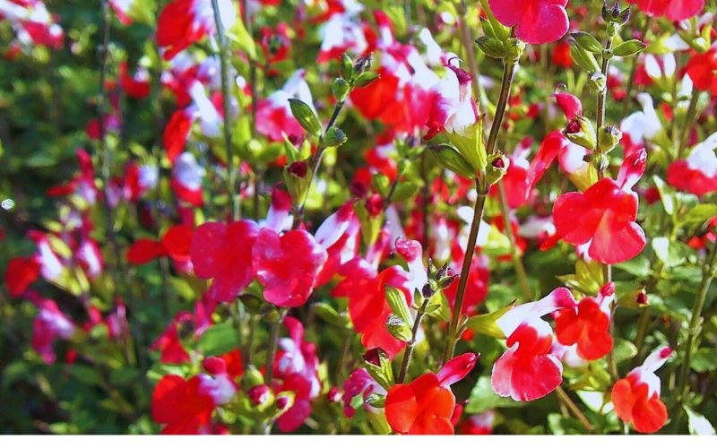 Salvia 'Hot Lips'