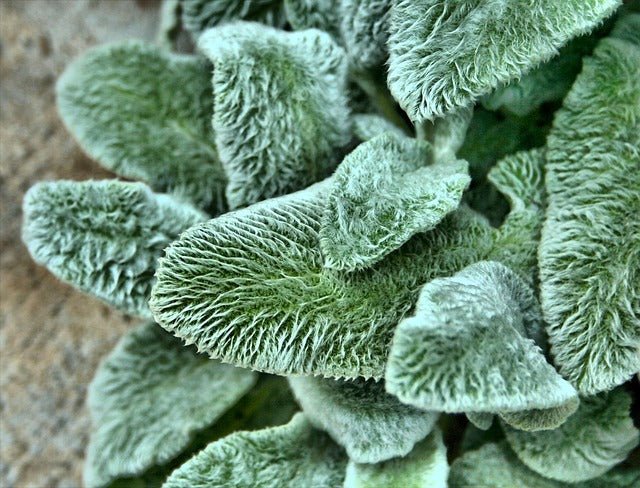 Lamb's Ear Plant