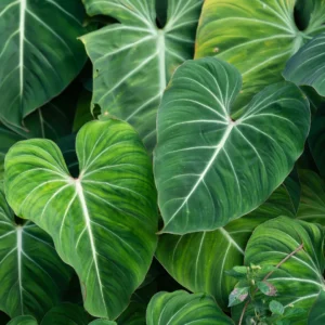 Philodendron Gloriosum