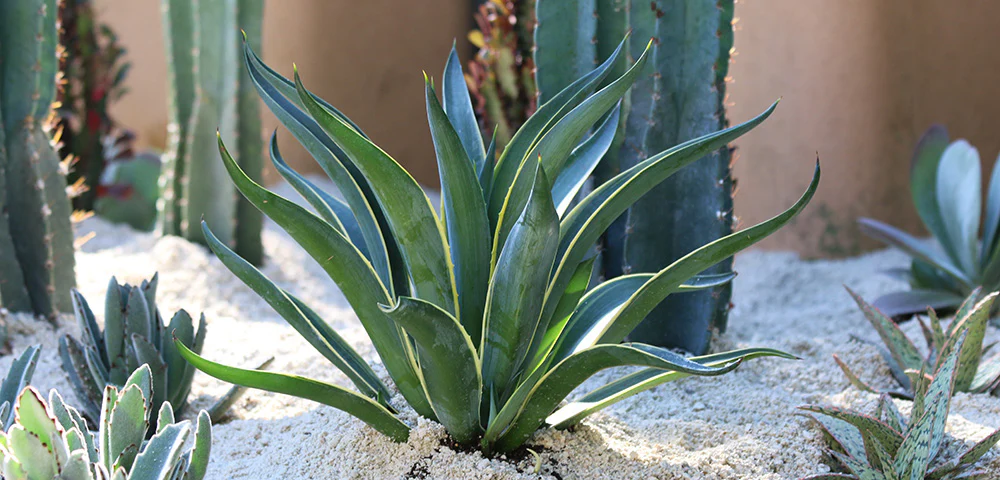 agave