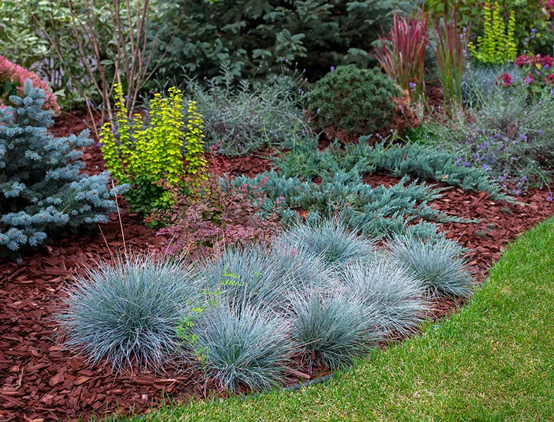 Blue Fescue