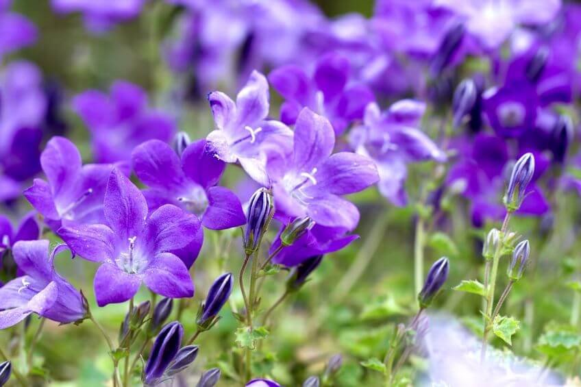 bellflowers