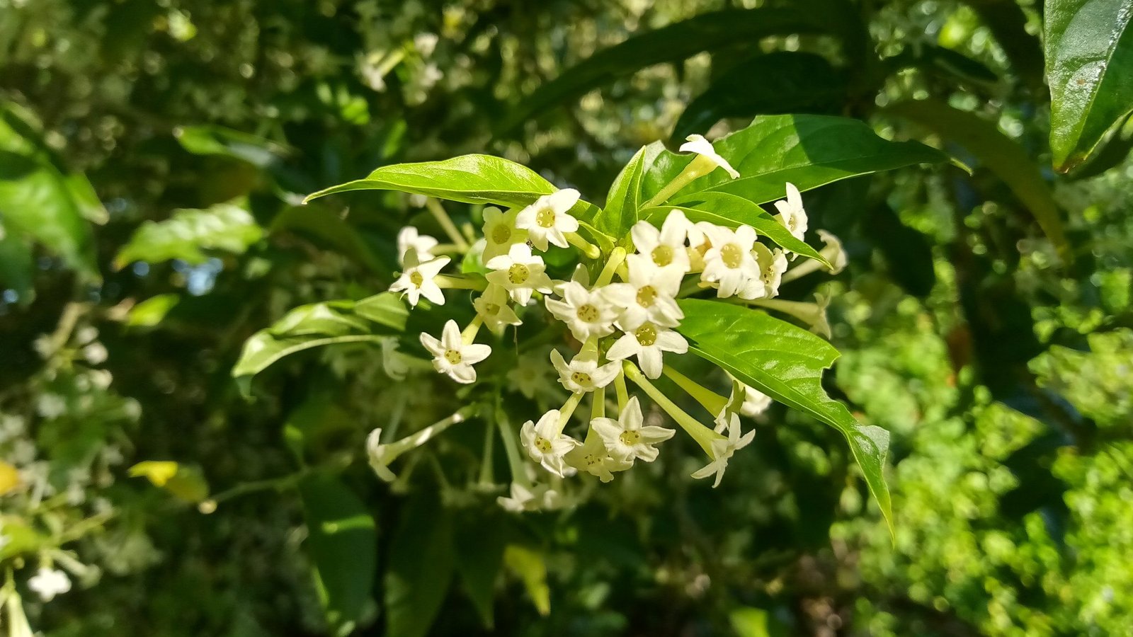 Night-Blooming Jasmine