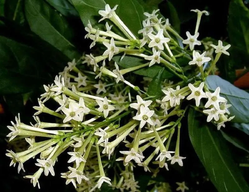 Night-Blooming Jasmine