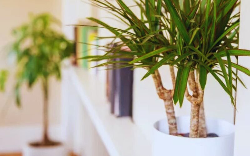 Dracaena plant