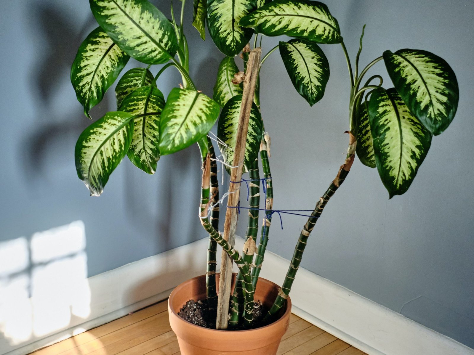 Dumb Cane