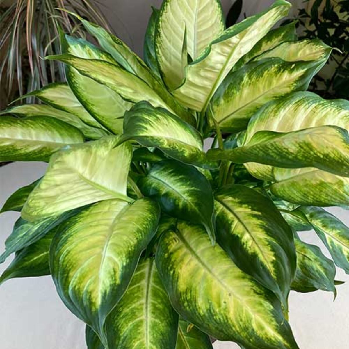 Dumb Cane