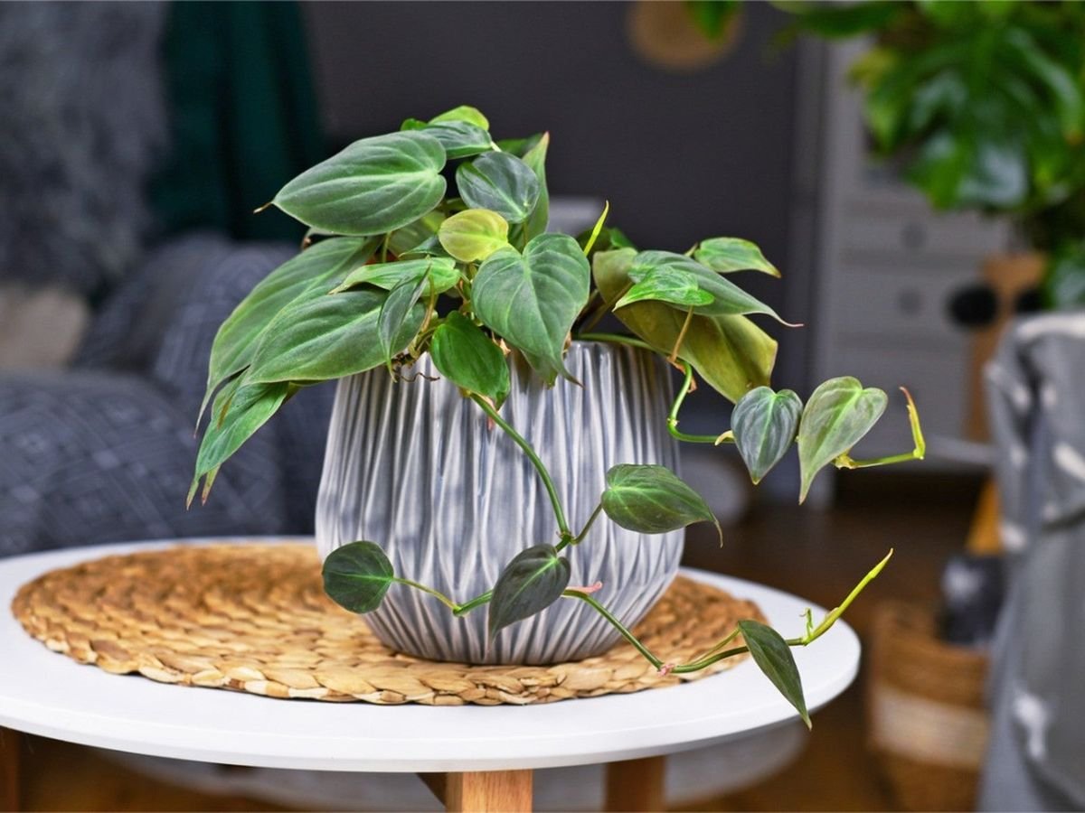 Philodendron