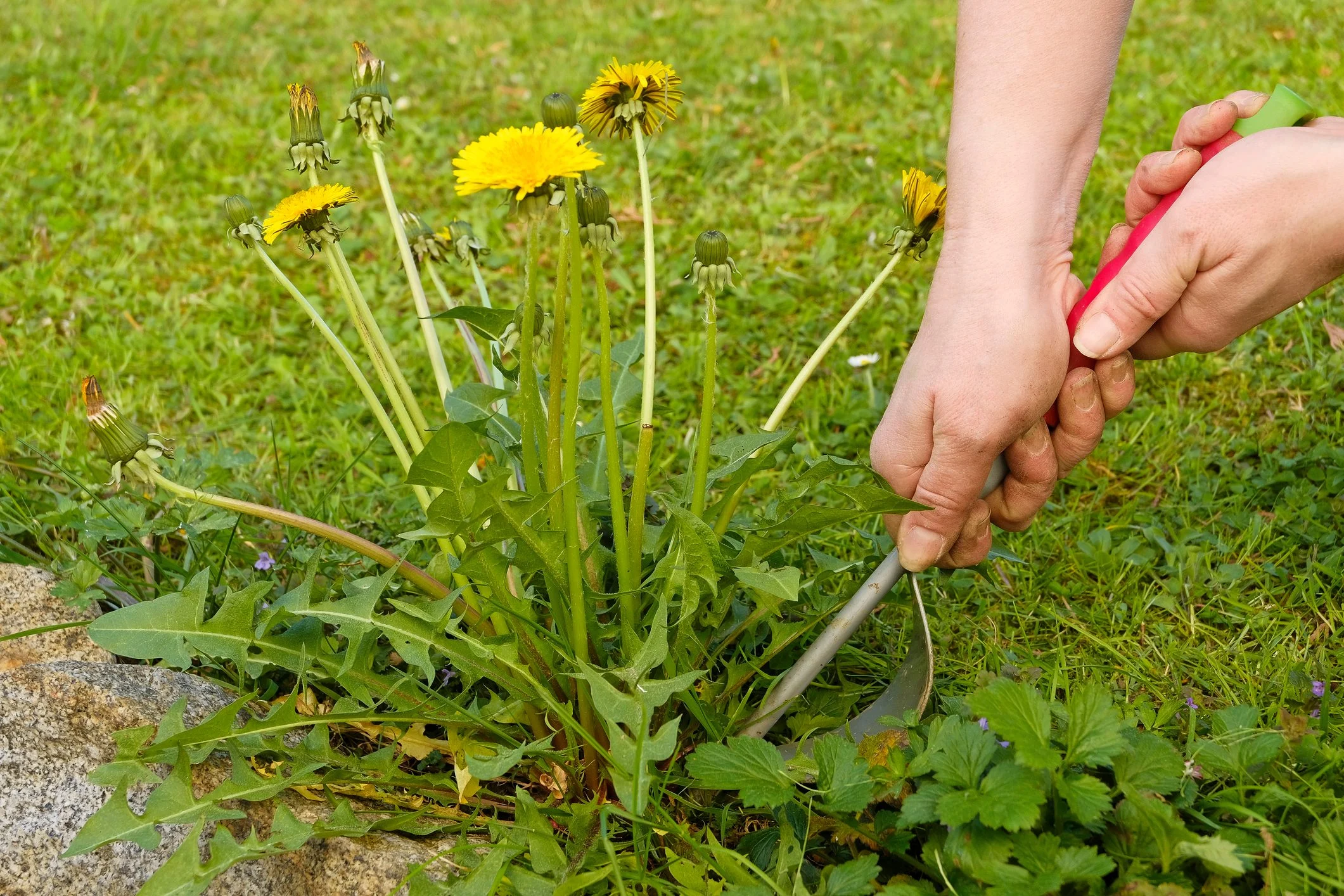 Dandelions