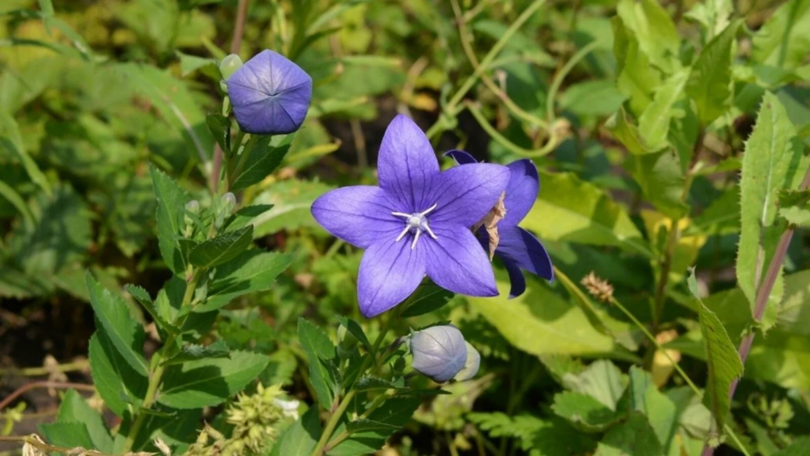 Balloon Flower