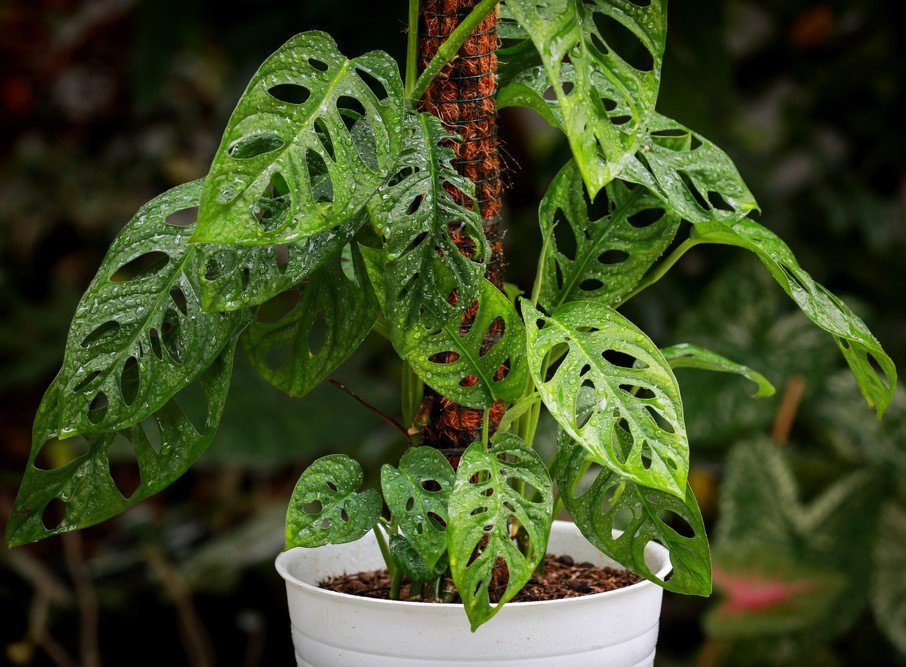 Monstera Adansonii