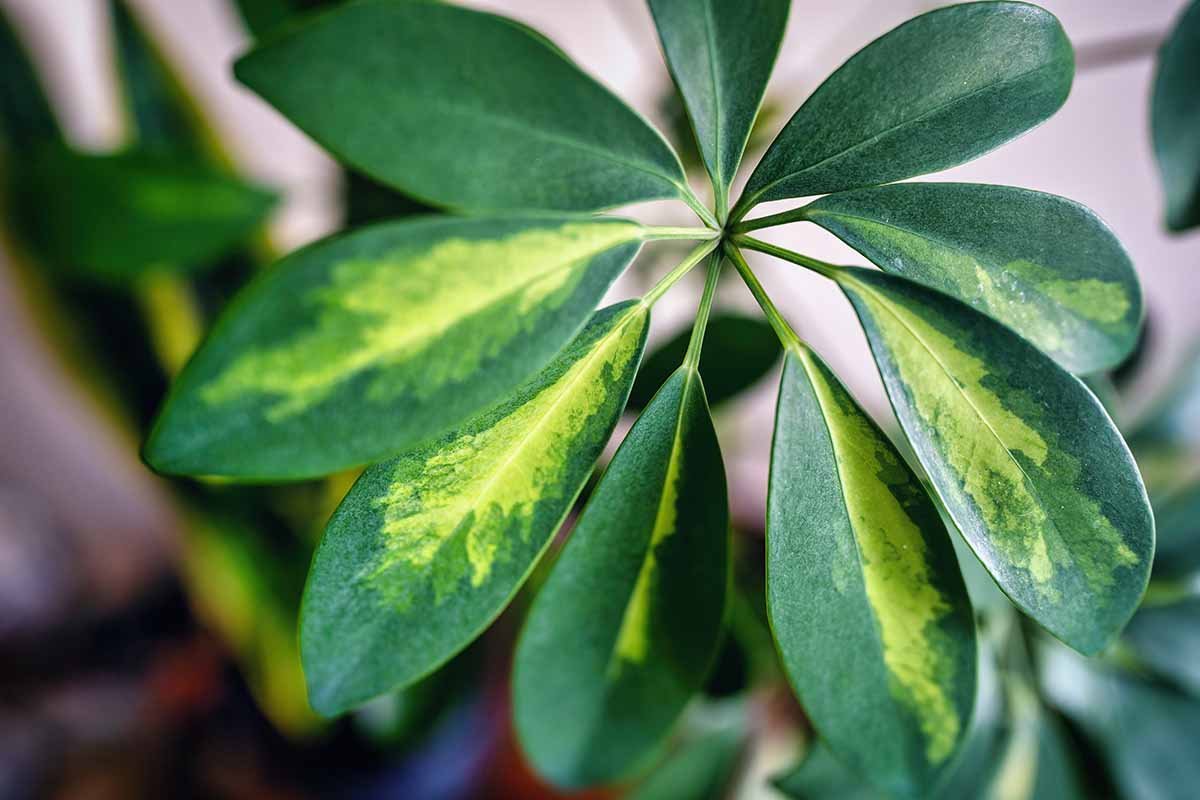 Umbrella Plant