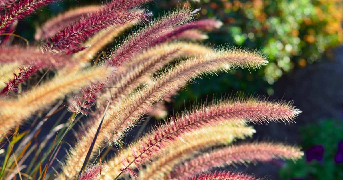 Purple Fountain Grass