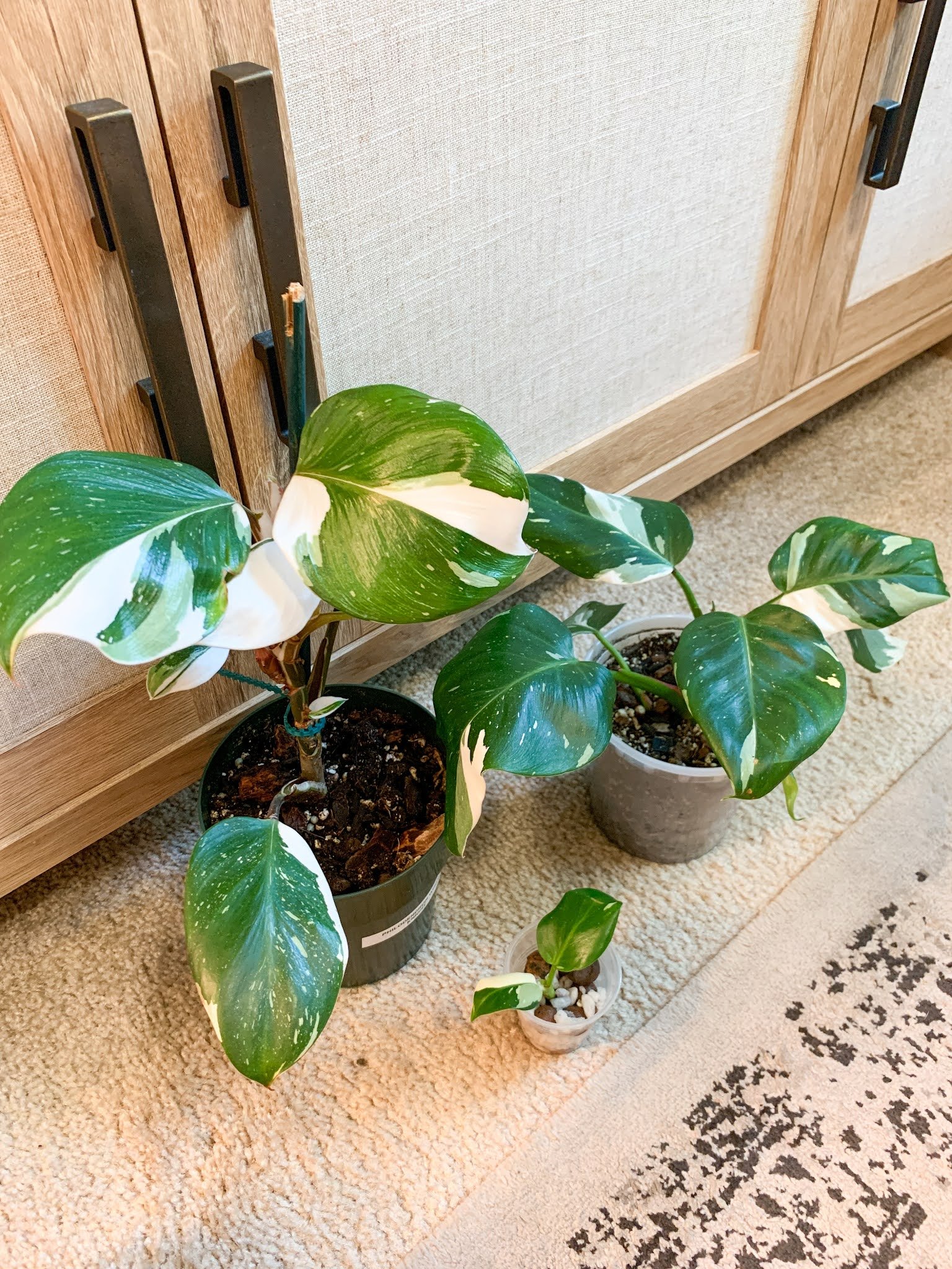 White Princess Philodendron