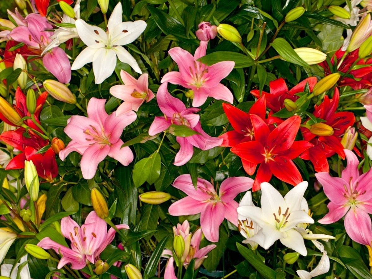 Asiatic Lilies