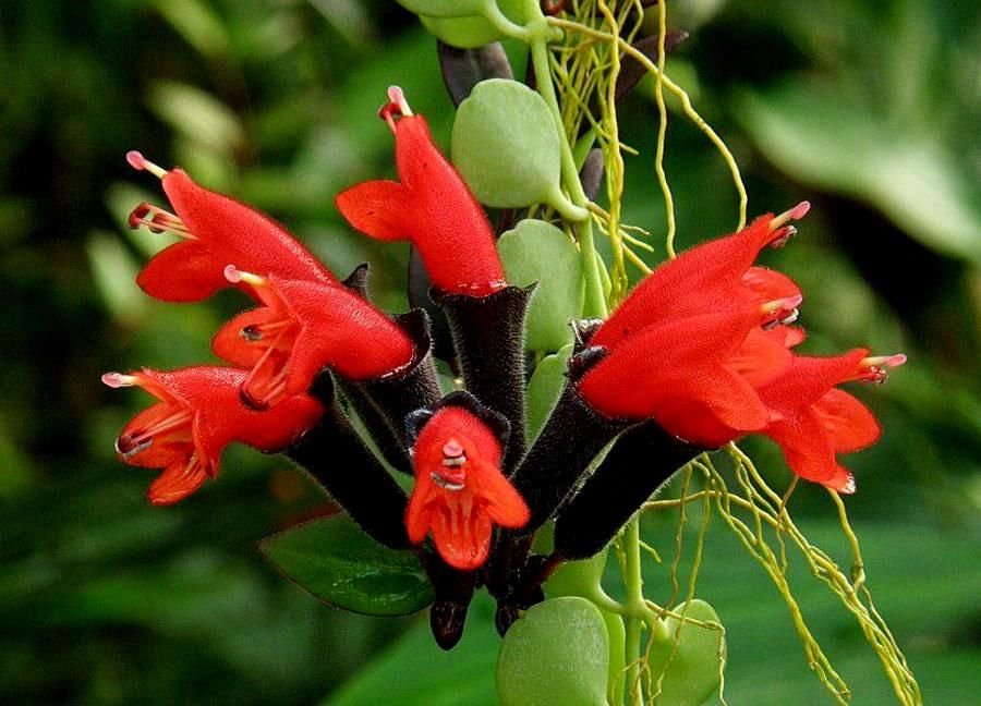 Lipstick Plant