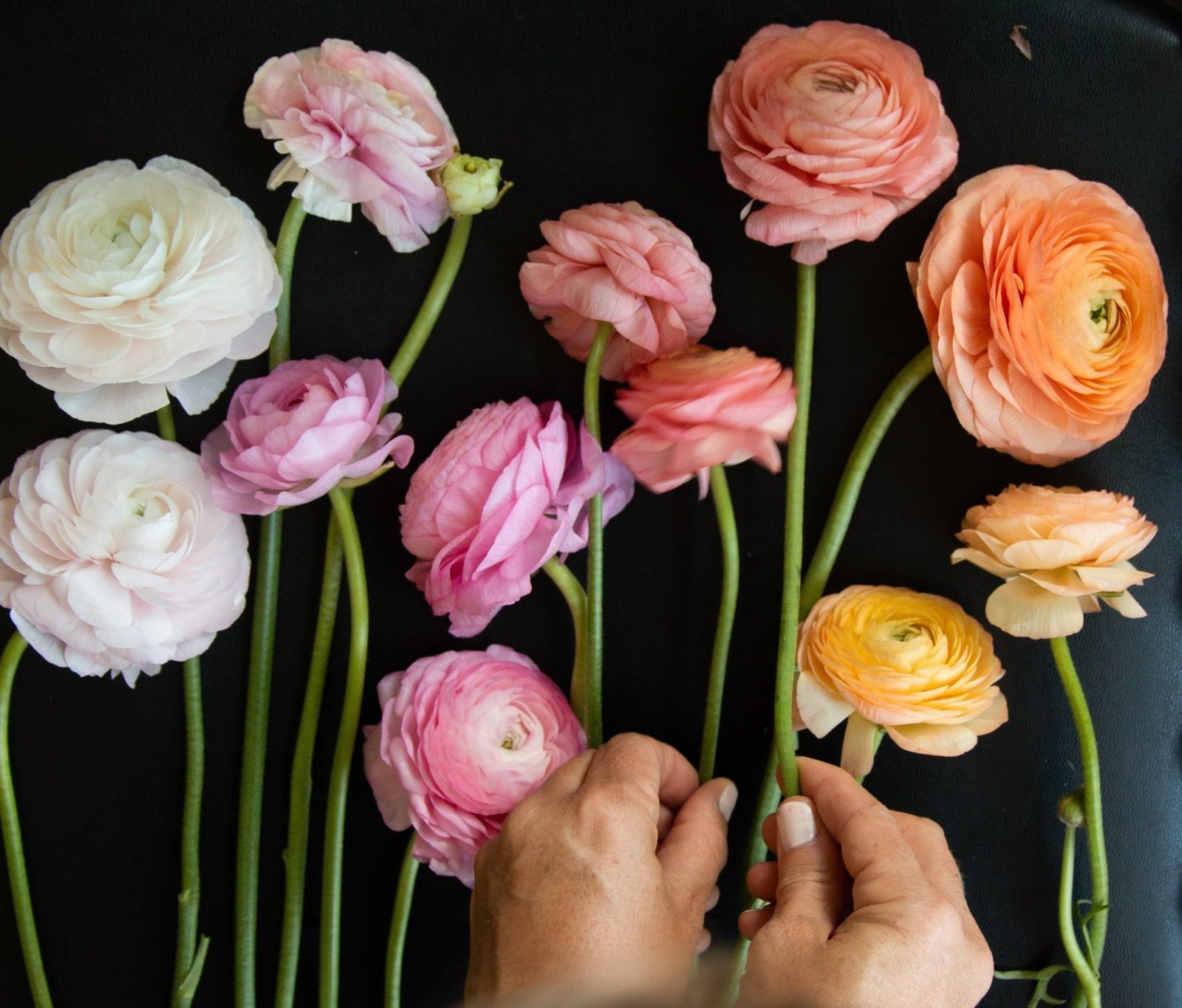 Ranunculus Flowers