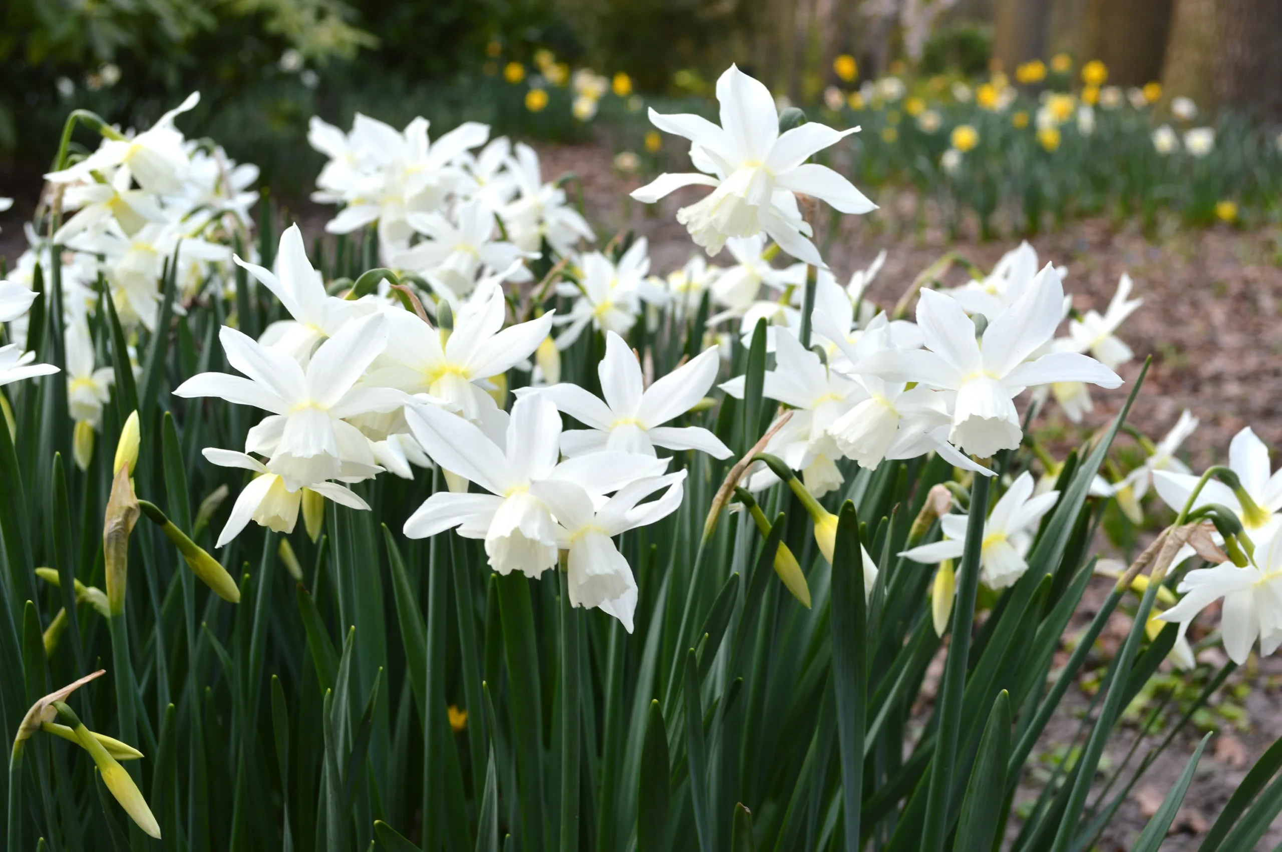 White Daffodils