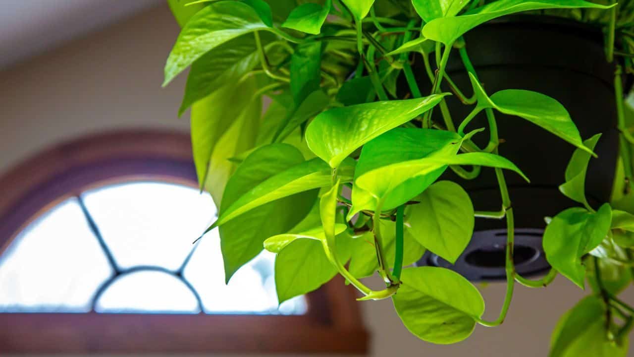 Neon Pothos