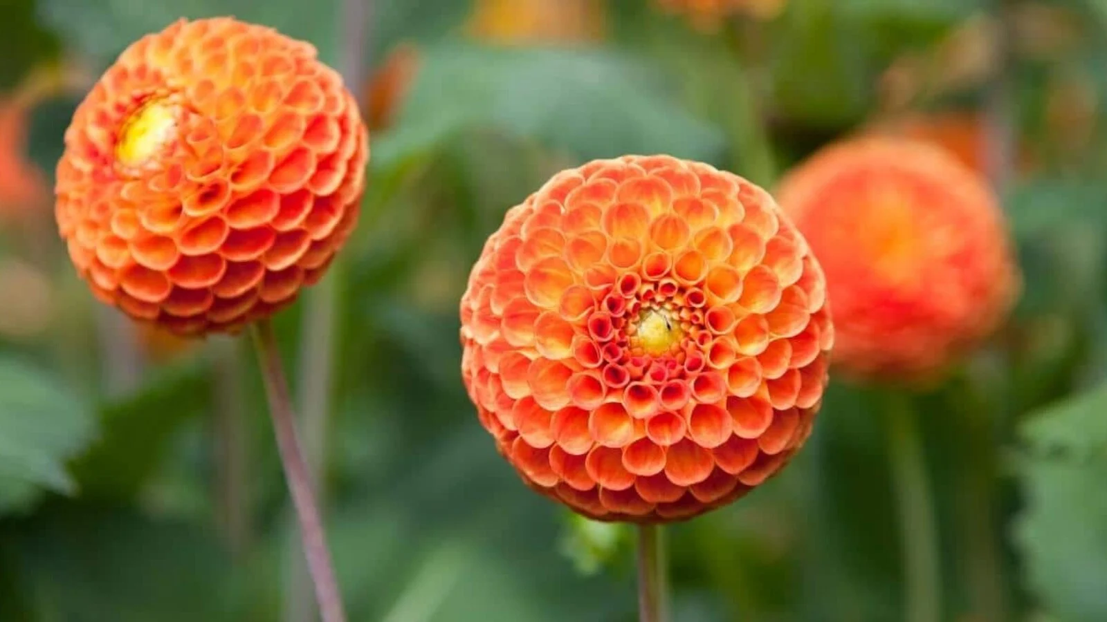 Orange Flowers