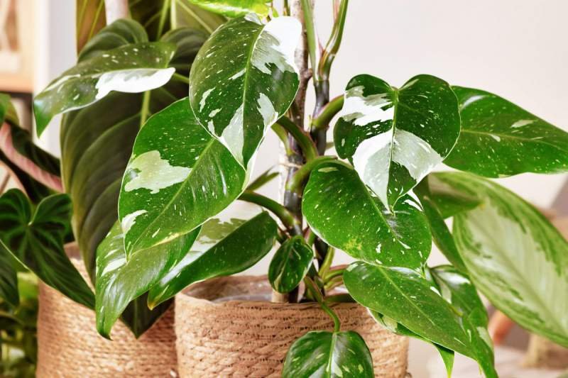 White Princess Philodendron