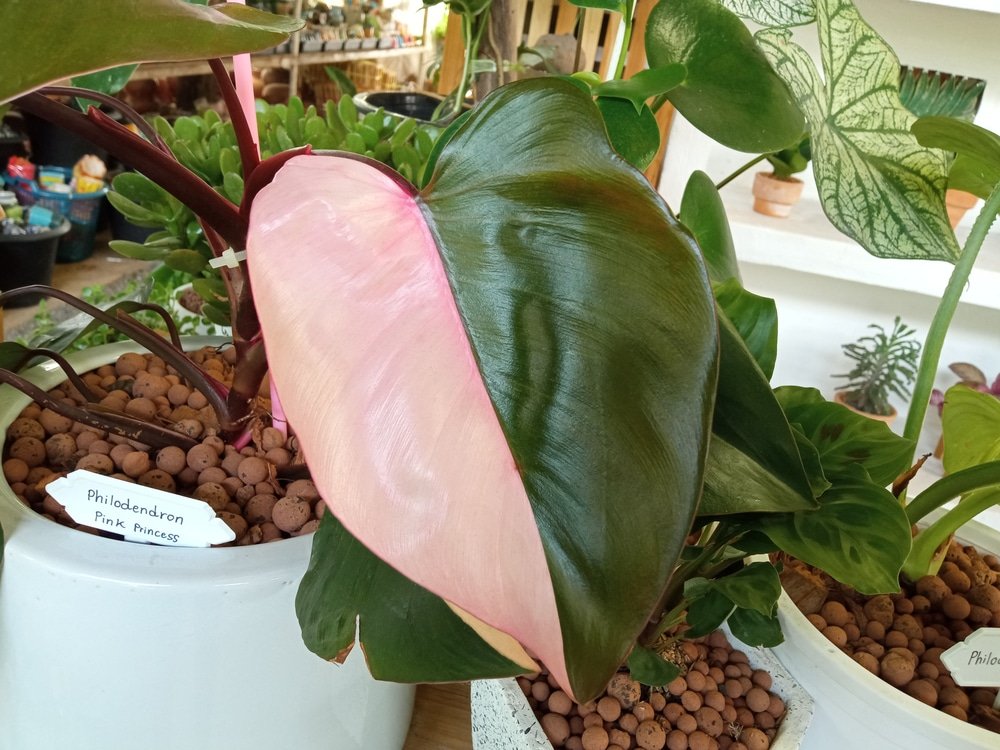 Philodendron pink princess