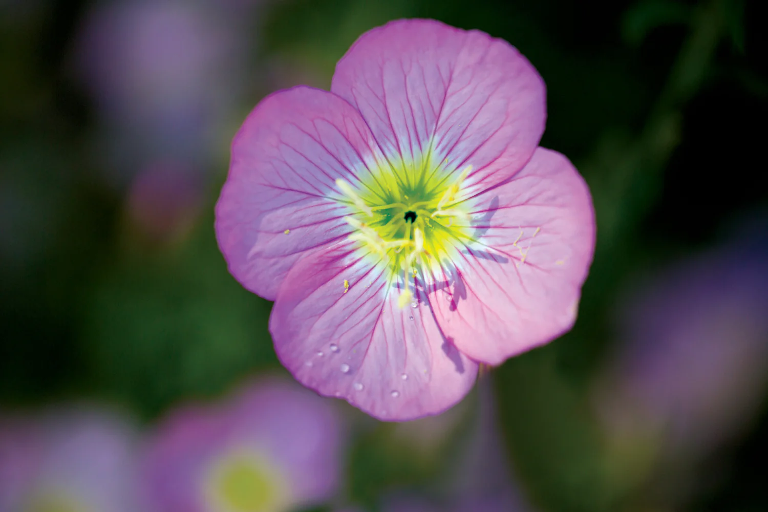 Primrose Flower