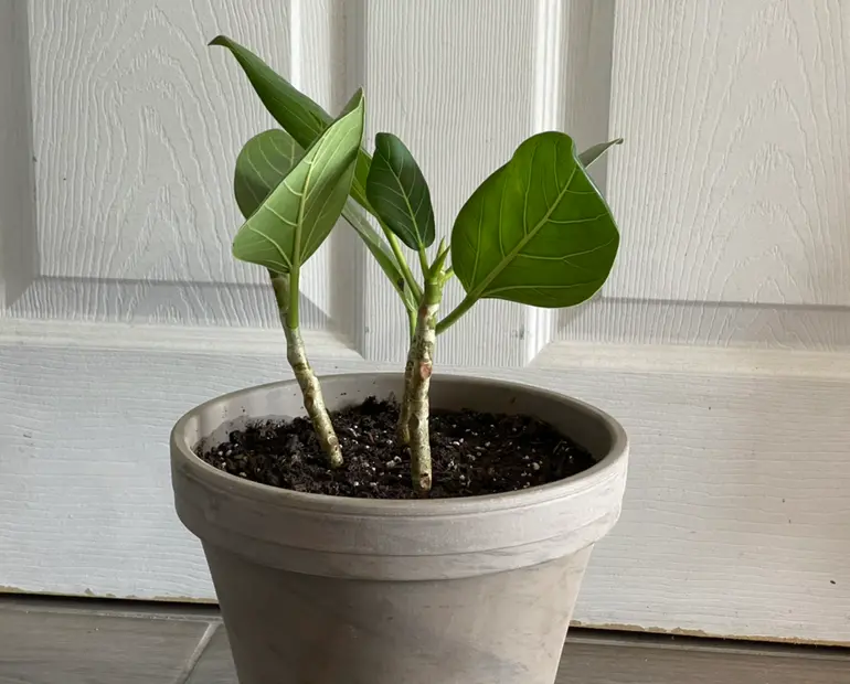 Ficus Audrey