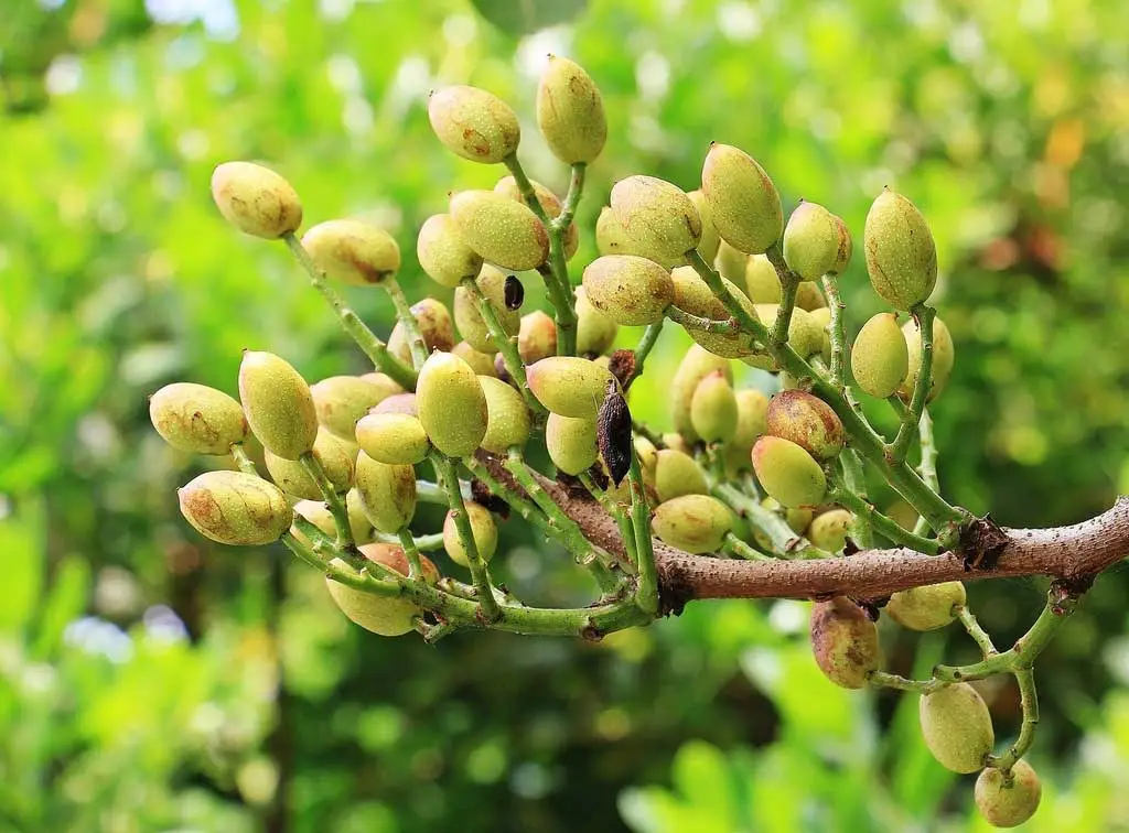 Pistachio Plant