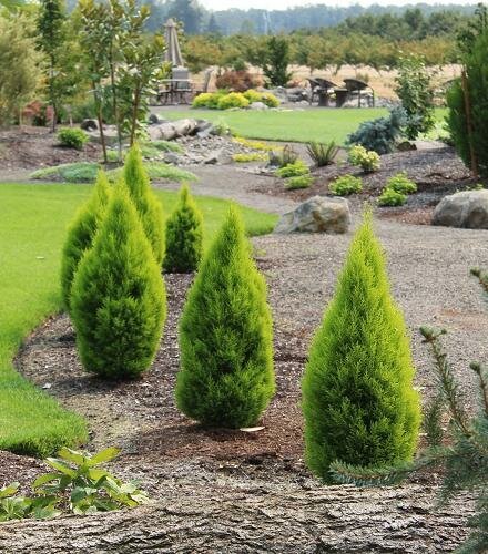 Lemon Cypress