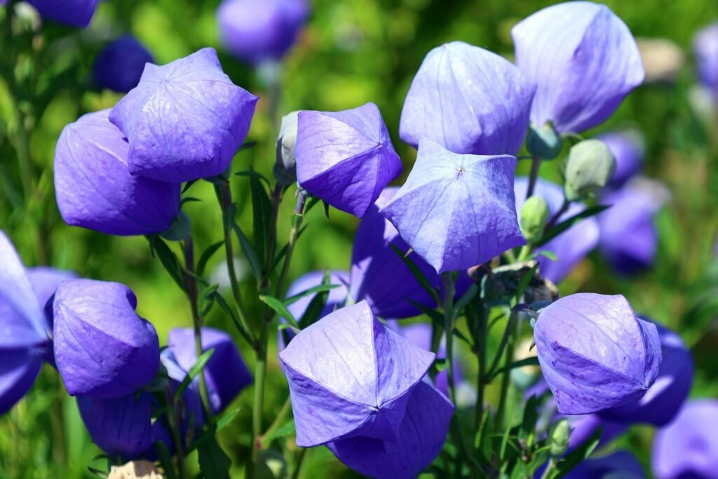 Balloon Flower