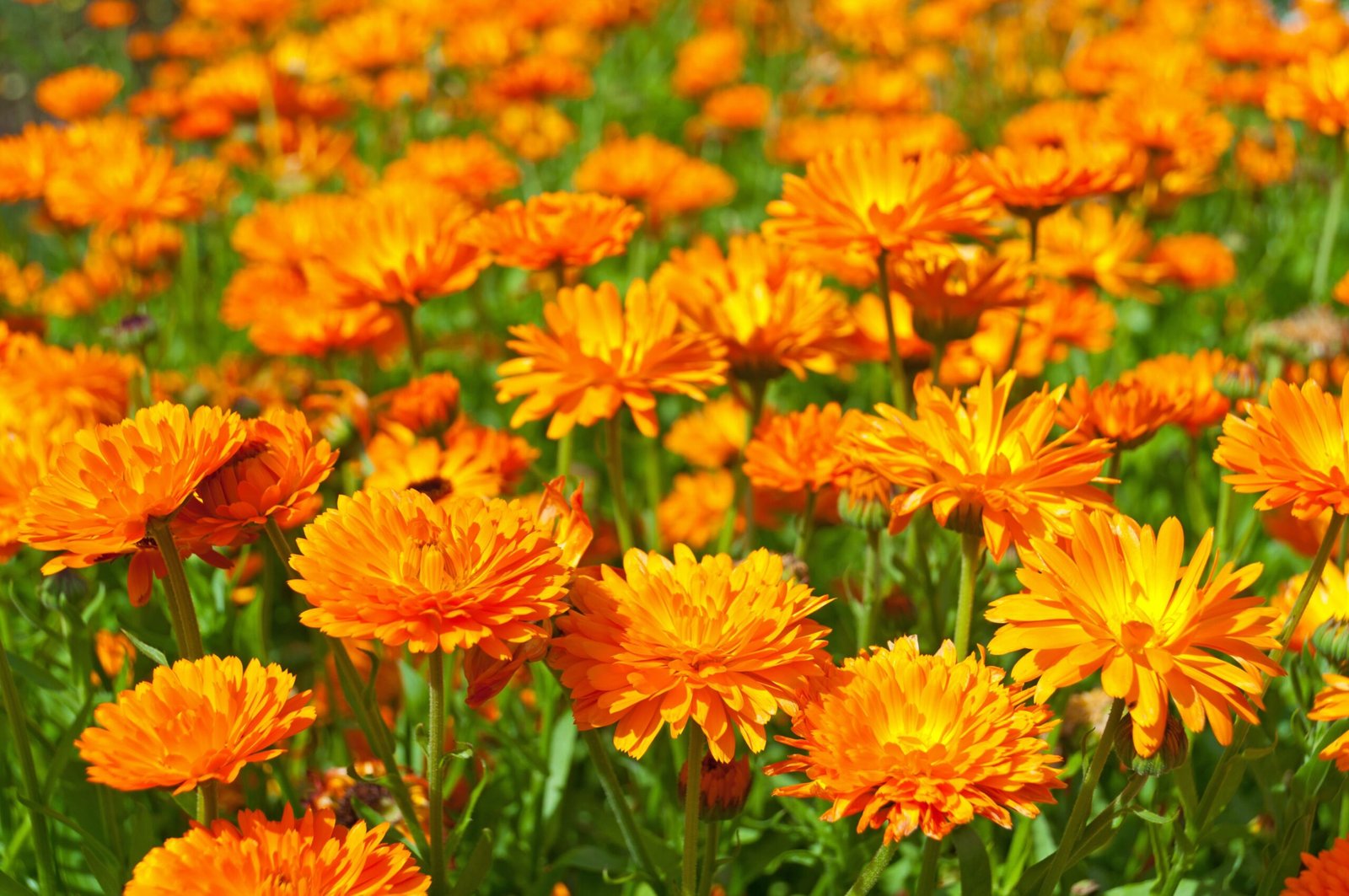 Orange Flowers