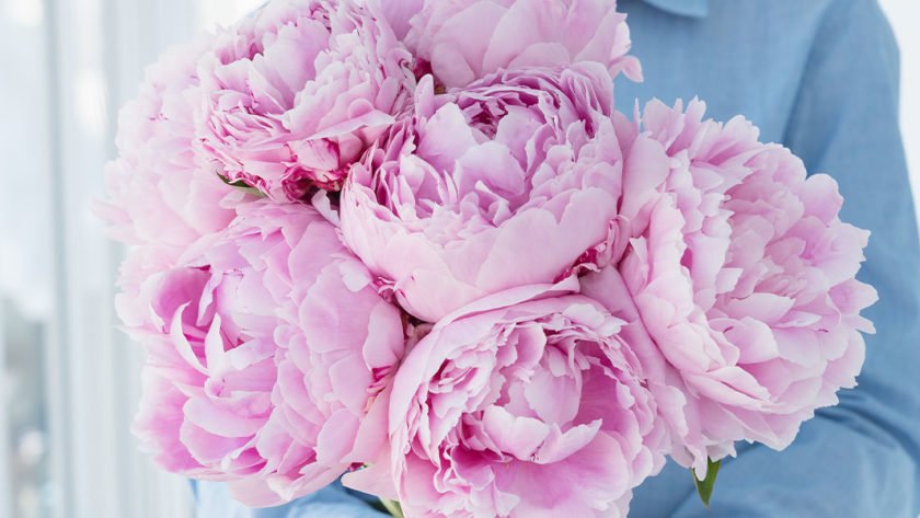 Peonies