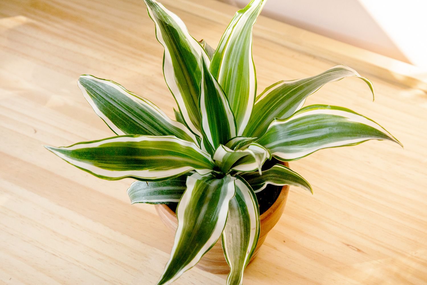 Dracaena