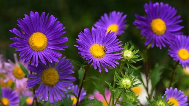 aster flowers