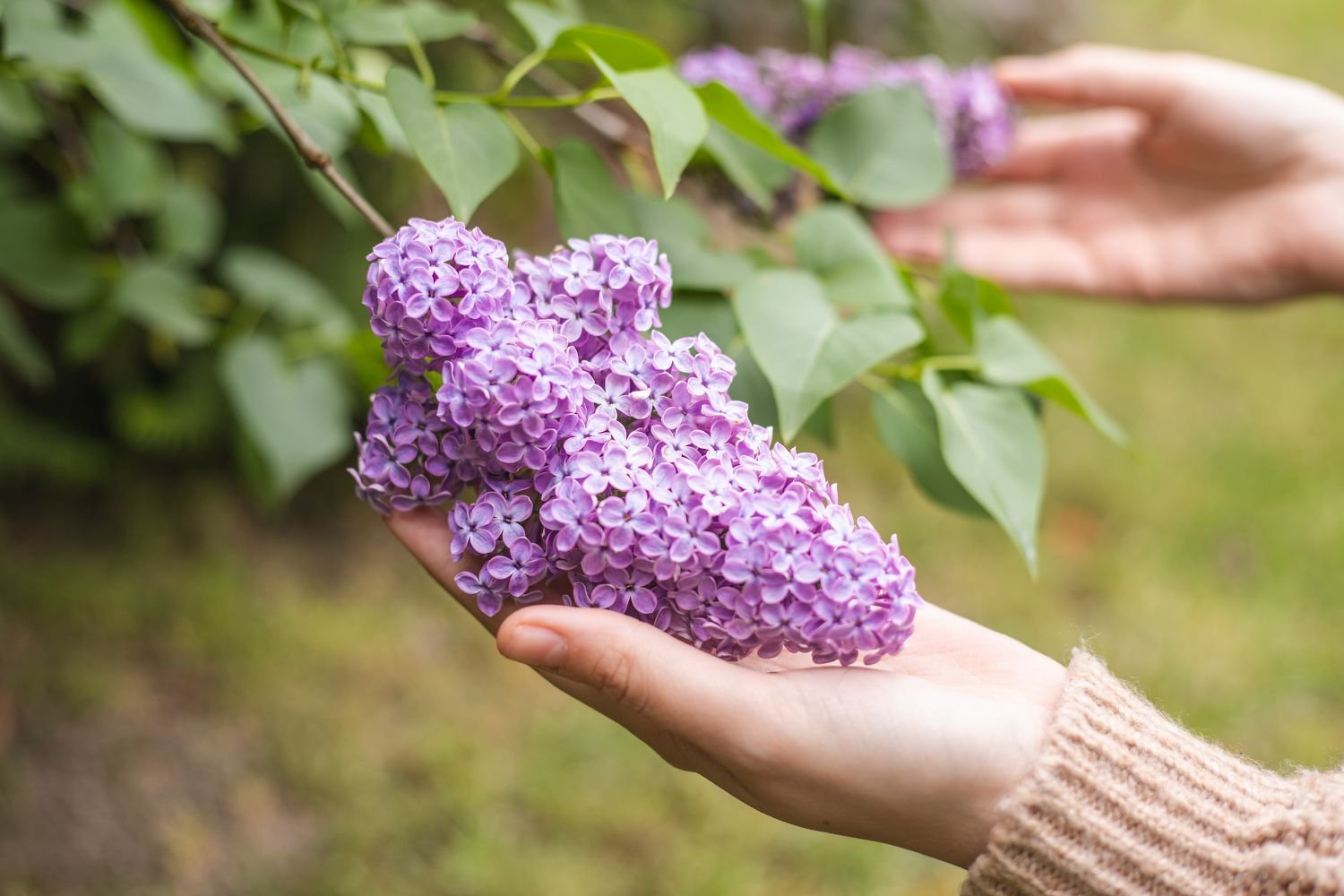 Lilac Bushes