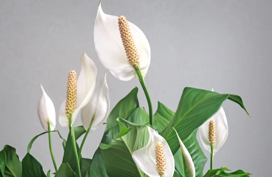 Peace Lilies