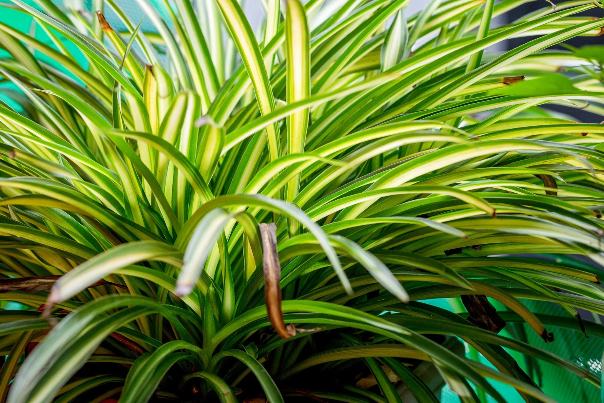 Dracaena