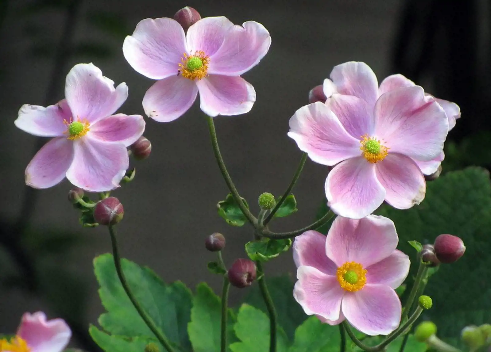 Japanese Anemone