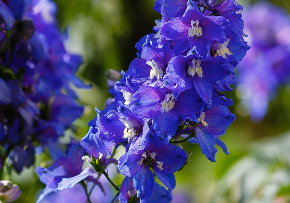 Larkspur Flowers