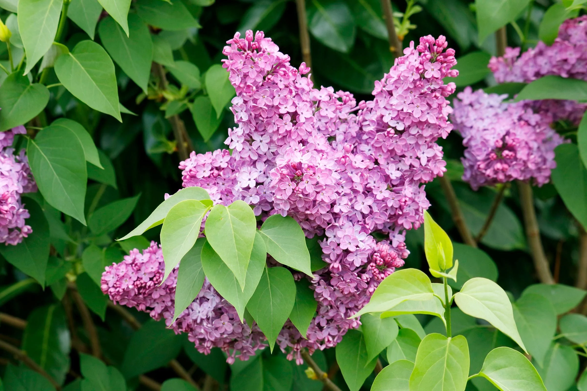 Lilac Bushes