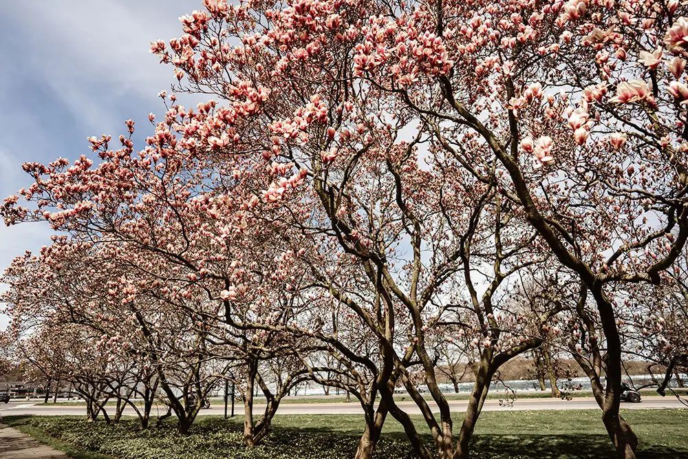 Magnolia Trees