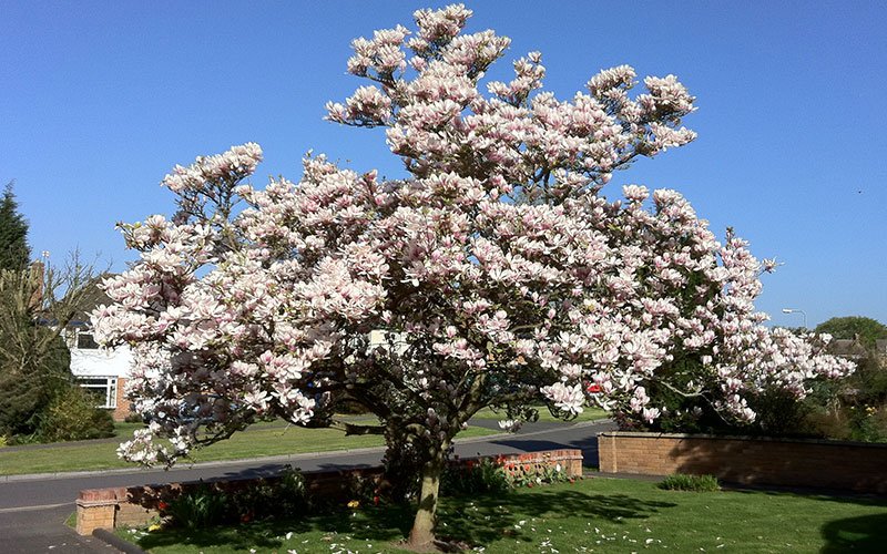 Magnolia Trees