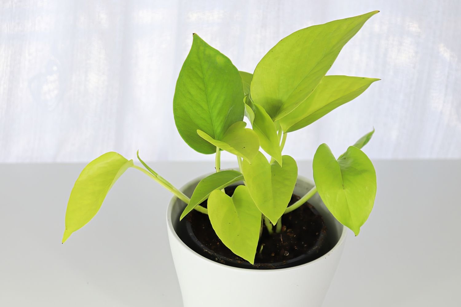 Neon Pothos