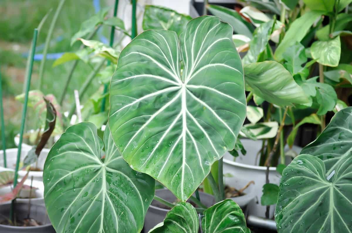 Philodendron Gloriosum