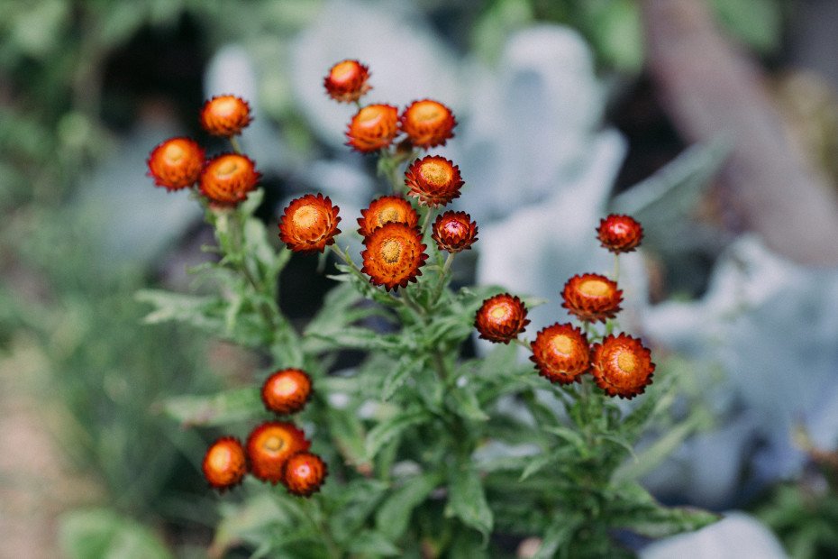 Strawflower