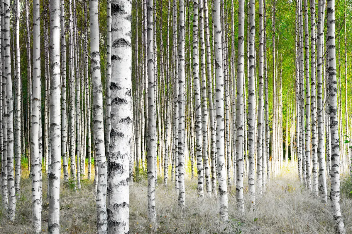 Birch Trees